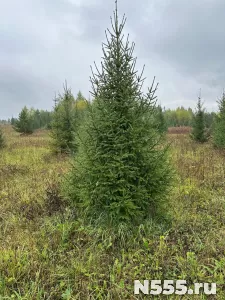 Ель живая