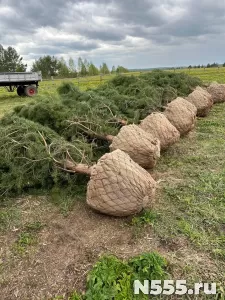 Сосна от 1 м.
